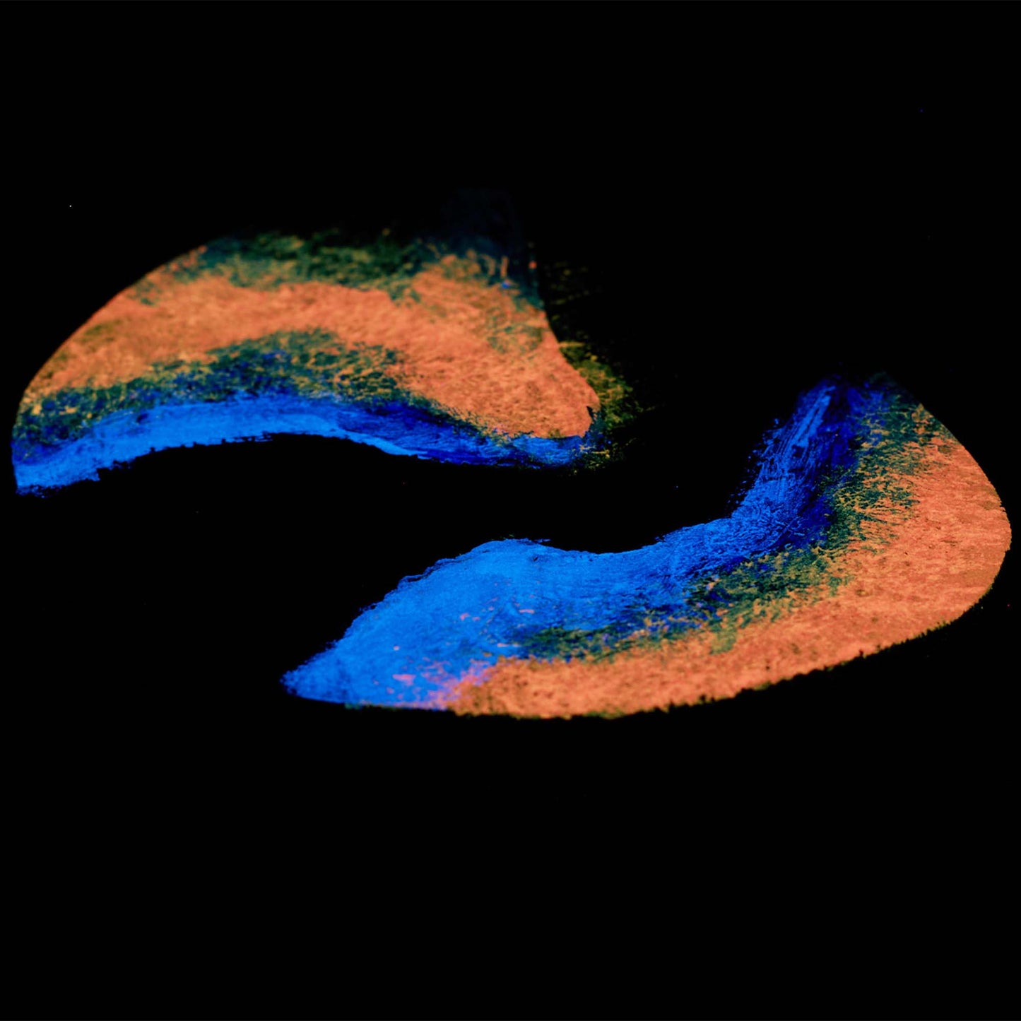 Wooden coaster, birch