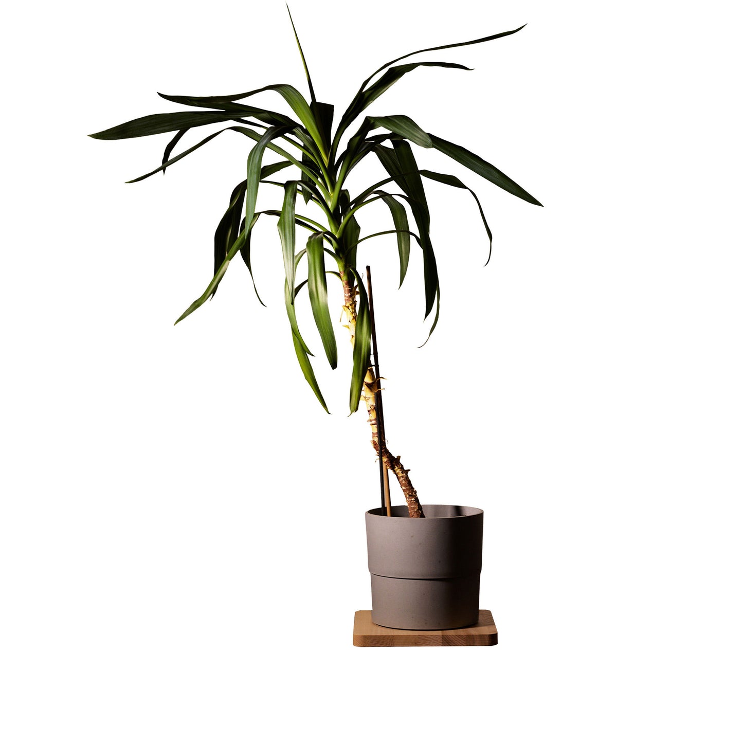 Round wooden flower stand, birch