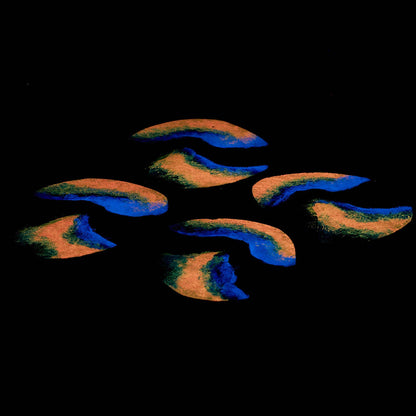 Wooden coaster, birch