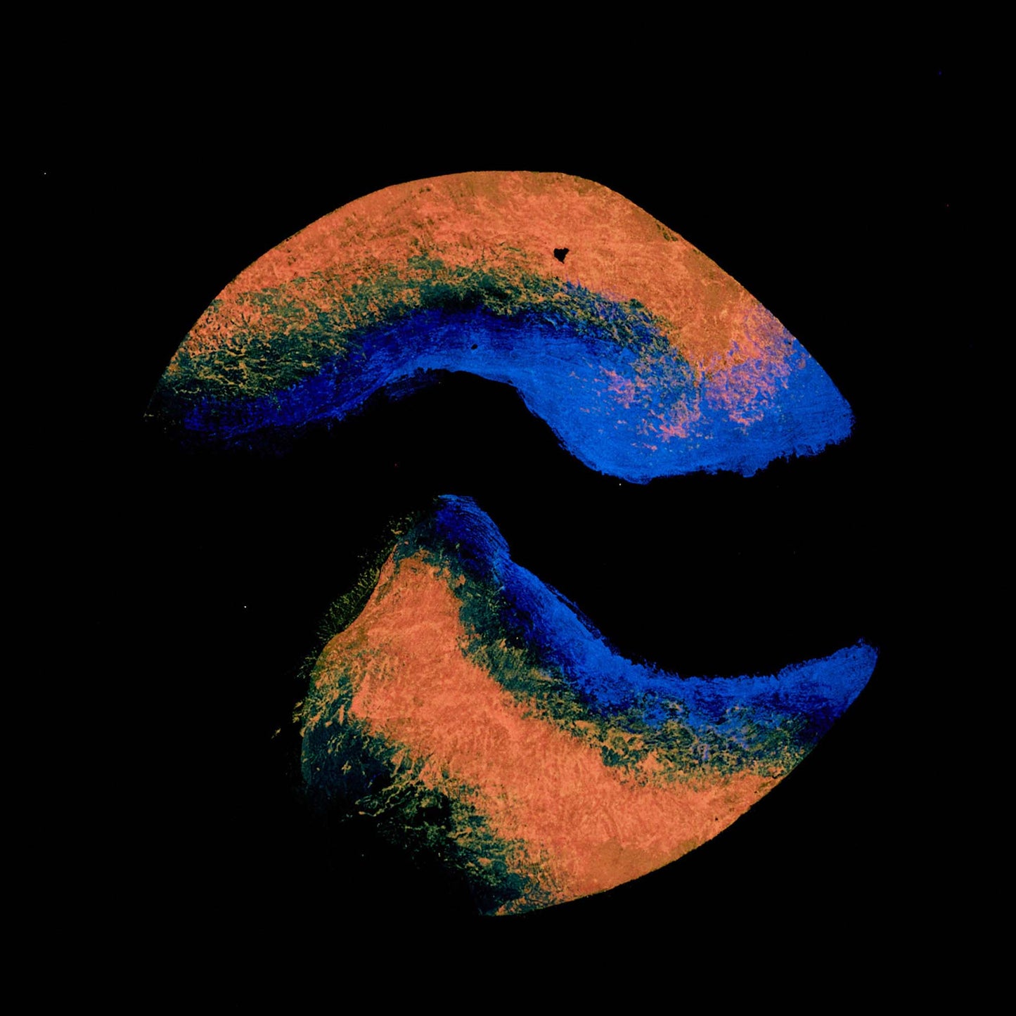 Wooden coaster, birch